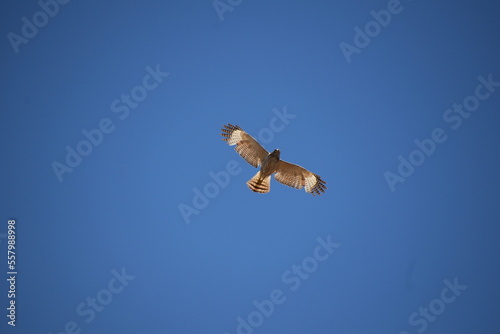 nadir view of hawk gliding alone with blue sky background photo