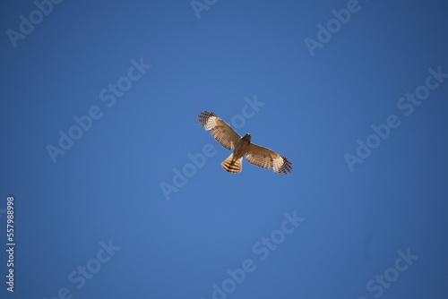 nadir view of hawk gliding alone with blue sky background
