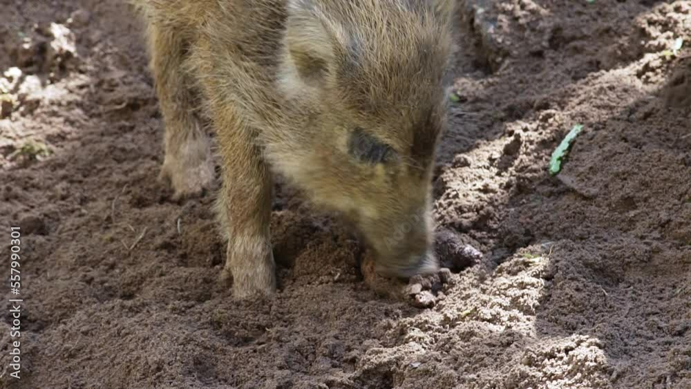 Two striped wild boar piglets are rummaging through the soil and looking for food in the forest. Close-up. Spring in European nature. High quality 4k ProRes footage Two striped wild boar piglets are rummaging through the soil and looking for food in the forest. Close-up. Spring in European nature. High quality 4k ProRes footage