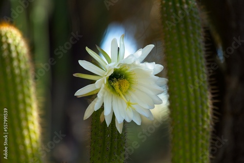 Closeup of a white flower growing from a green cactus. The Huntington Library, Art Museum, and Botanical Gardens, San Marino, California.