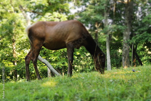 Elk grazing.