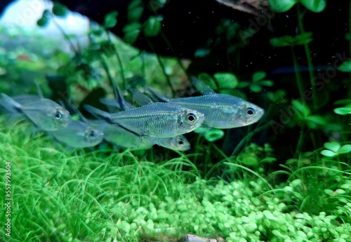 Flock of fish Costae Tetra (Moenkhausia costaea)  in the green aquarium