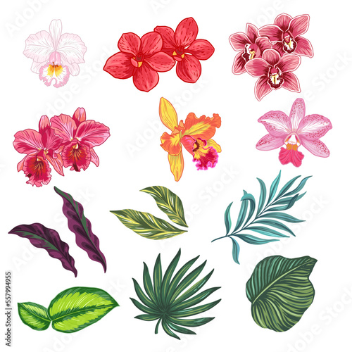 Orchids and tropical leaves. A set of Hand drawn vector illustrations 