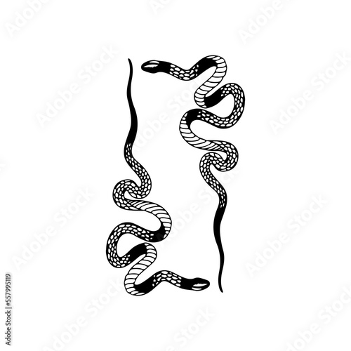 vector illustration of two snakes