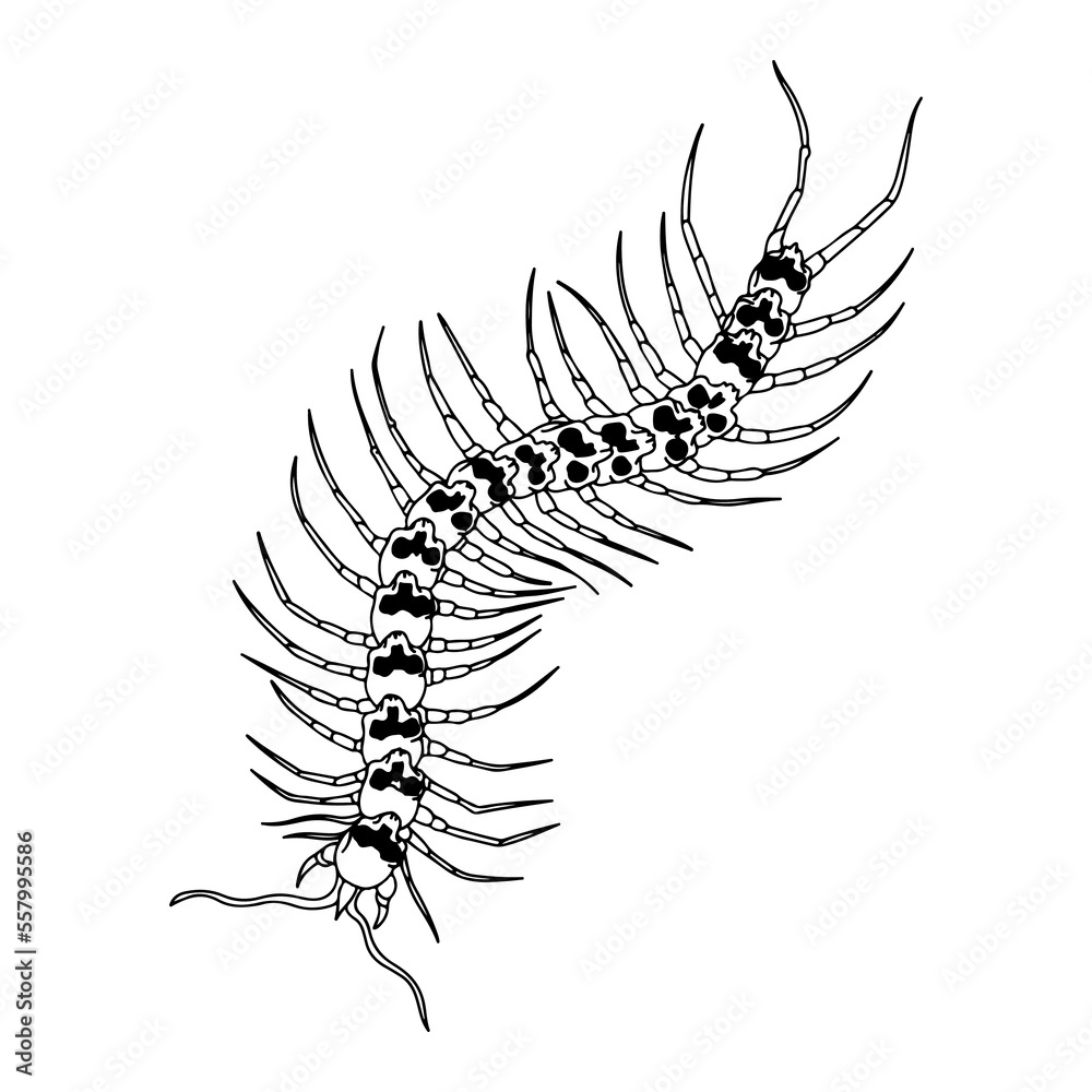 vector illustration of a centipede with a skull vector illustration of a centipede with a skull