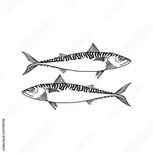vector illustration of two sea fish