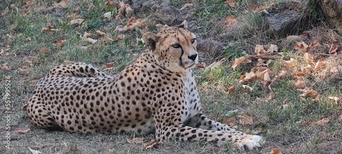 Schöner Gepard liegt auf dem Gras, Zoobesuch oder Safari