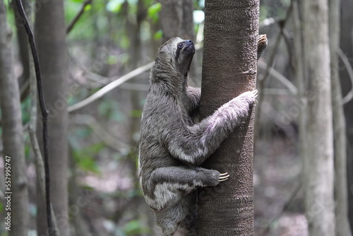 The three-toed or three-fingered sloths are arboreal neotropical mammals .They are the only members of the genus Bradypus and the family Bradypodidae. Near Mamori Lake  Amazonas- Brazil.