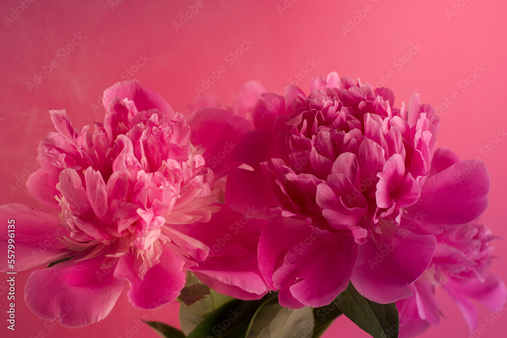 Beautiful bouquet of pink and white Peonies. Floral spring seasonal wallpaper. Close up photography softfocused peony.