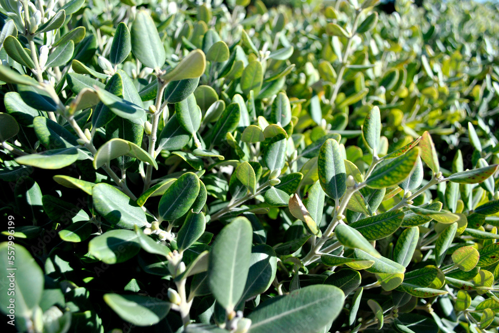 close up of a plant