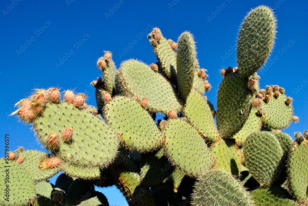 Blue sky and cactus Blue sky and cactus