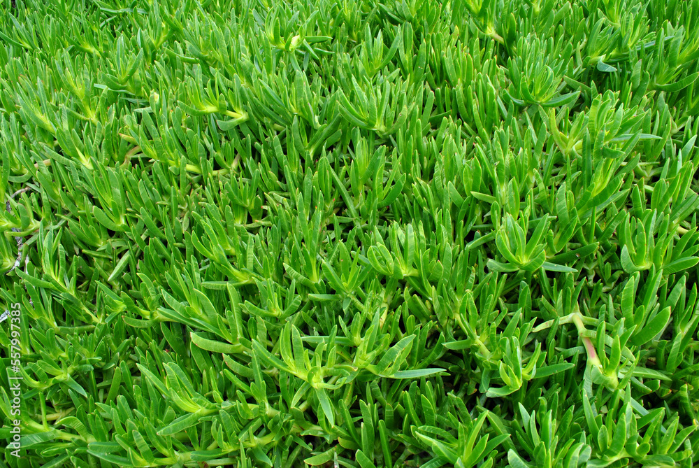 Obraz premium green grass background