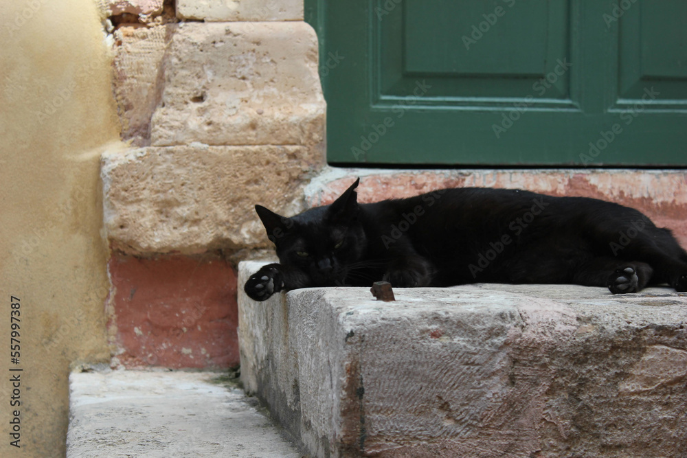 Stray cat on the street in the city of Chania, Greece.