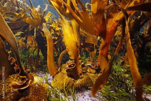 Kelp seaweeds underwater in the ocean (furbellow Saccorhiza polyschides), Atlantic, Spain, Galicia photo