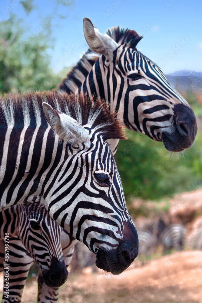 profile portrait of a pair of zebras with their offspring profile portrait of a pair of zebras with their offspring