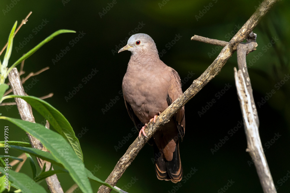 A ruddy ground-dove perched on a branch. It is a small tropical dove from Brazil and South American as know as Rolinha. Species Columbina talpacoti. Animal world. Birdwatching. Birding. A ruddy ground-dove perched on a branch. It is a small tropical dove from Brazil and South American as know as Rolinha. Species Columbina talpacoti. Animal world. Birdwatching. Birding.