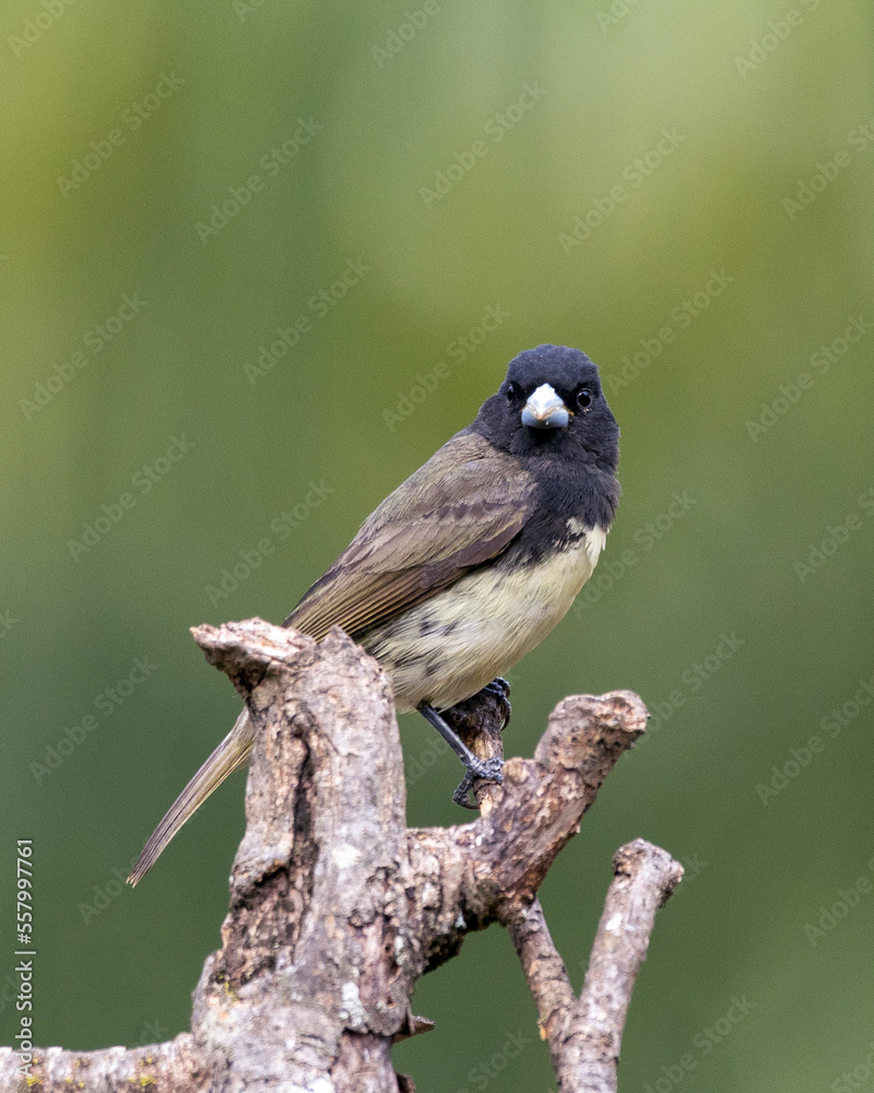 Male of Yellow-bellied Seedeater also know as Baiano perched on a tree branch in a forest. Species Sporophila nigricollis. Bird lover. Birdwatching. Birding. Male of Yellow-bellied Seedeater also know as Baiano perched on a tree branch in a forest. Species Sporophila nigricollis. Bird lover. Birdwatching. Birding.