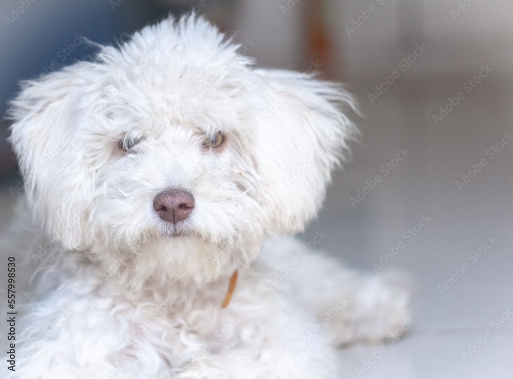 white dog poodle