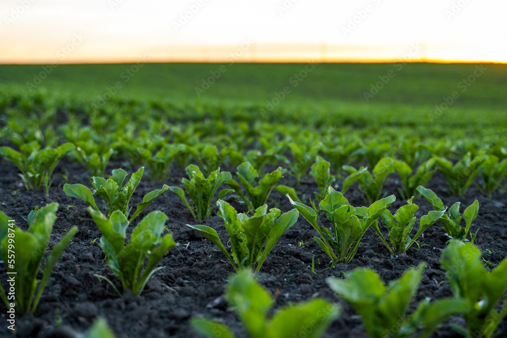 Rows of young fresh beet leaves. Beetroot plants growing in a fertile soil on a field. Cultivation of beet. Agriculture. Rows of young fresh beet leaves. Beetroot plants growing in a fertile soil on a field. Cultivation of beet. Agriculture.