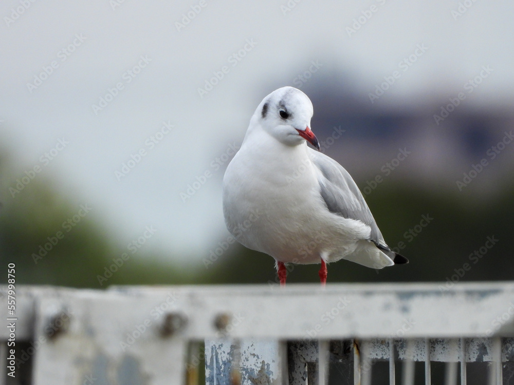 Obraz premium 柵に留まるゆりかもめ