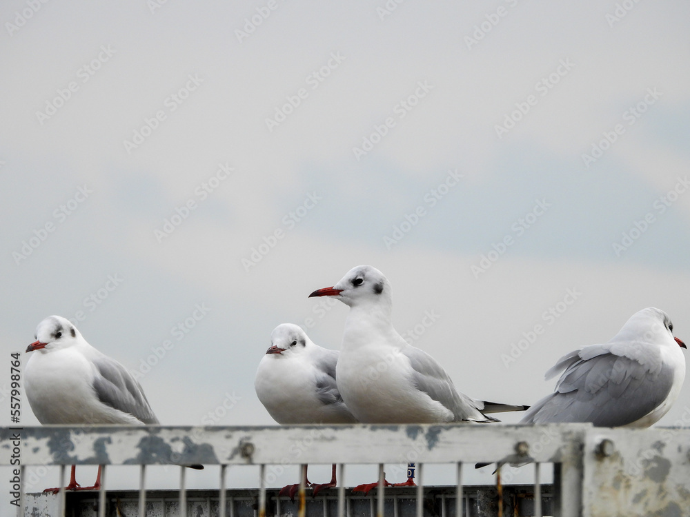 Obraz premium 柵に留まるゆりかもめ（集団）