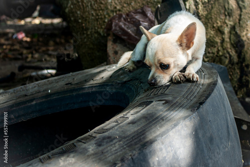 Sad dog Chihuahua