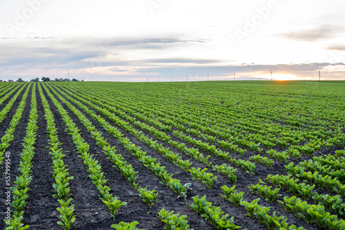 Rows of young fresh beet leaves. Beetroot plants growing in a fertile soil on a field. Cultivation of beet. Agriculture.