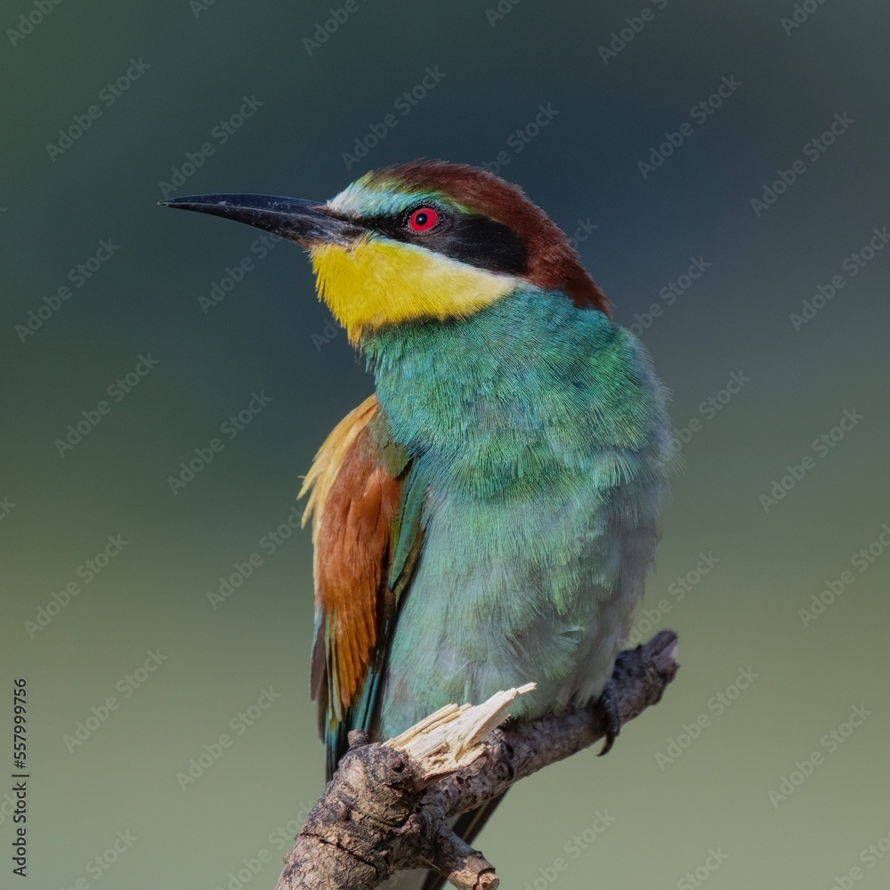 Bee-eater