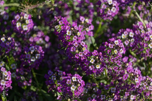 Purple flowers in the Autumn