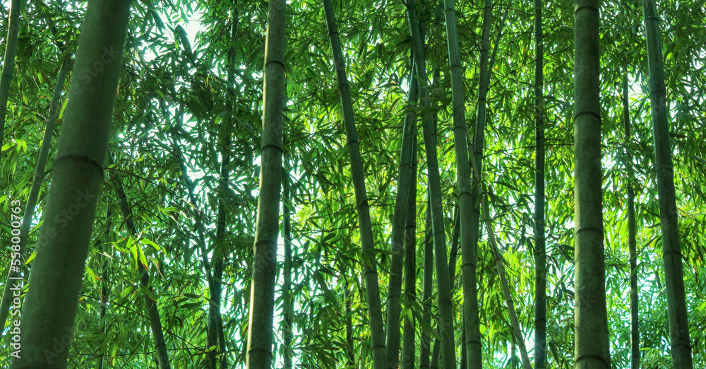 Naklejka premium bamboo background