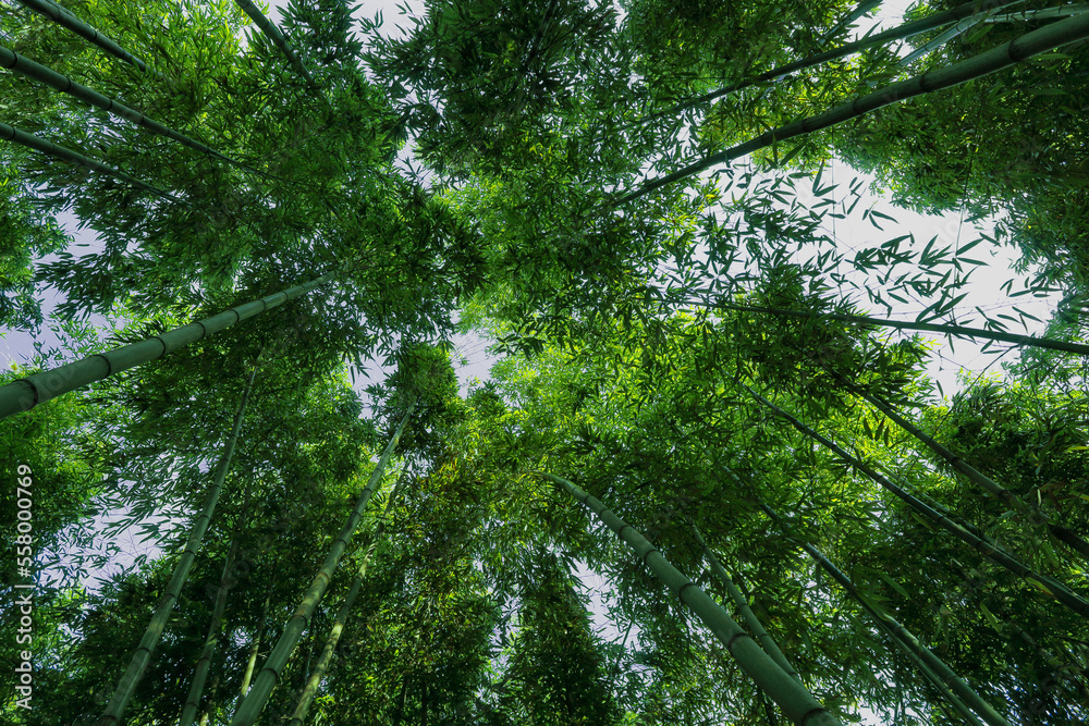 Obraz premium bamboo wood