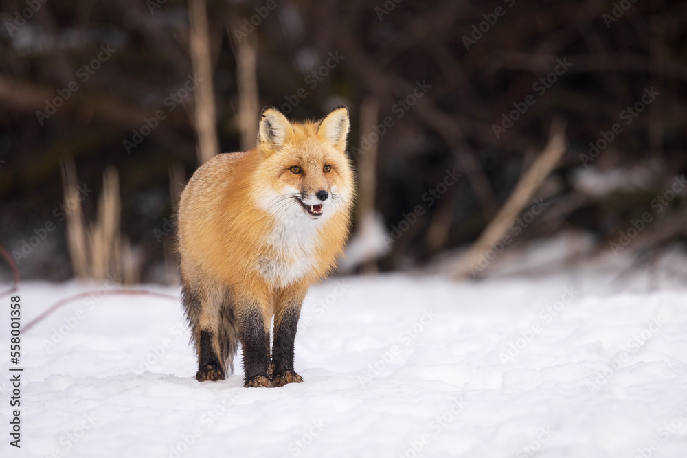 red fox in snow red fox in snow
