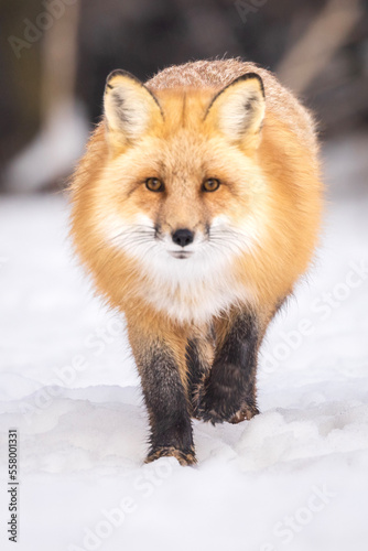 red fox head on in snow
