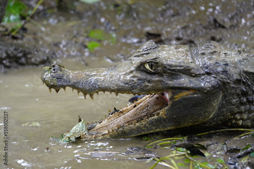  Black Caiman  Melanosuchus niger  Alligatoridae family. Amazon Rainforest  Brazil