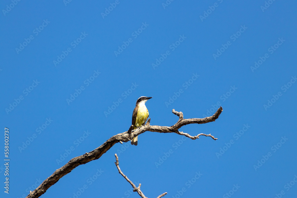 Pájaro en lo alto 