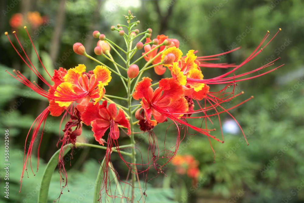 Pride of Barbados (Dwarf Poinciana or Flower Fence) with some petals starting to wither. Pride of Barbados (Dwarf Poinciana or Flower Fence) with some petals starting to wither.