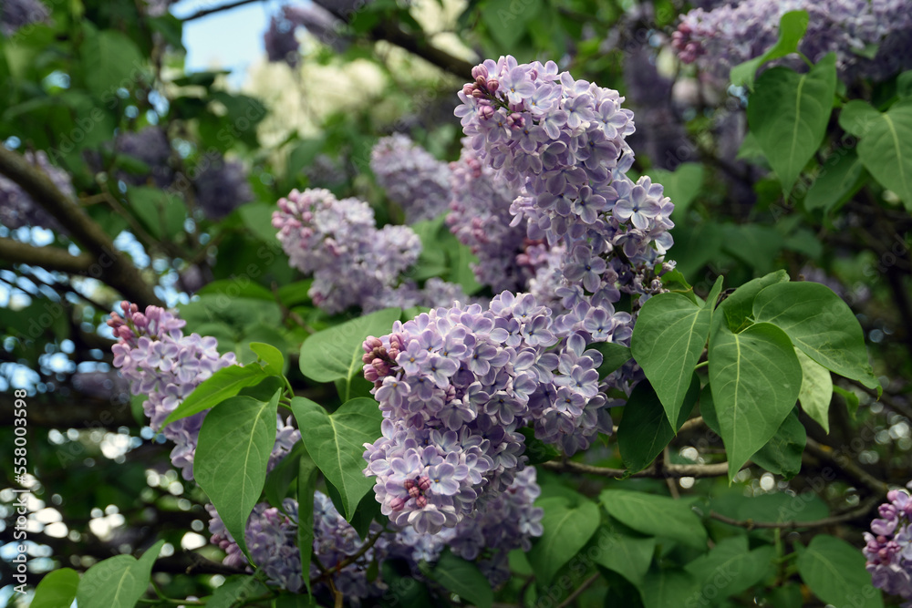Lilac trees in lilac garden