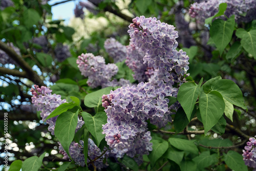 Obraz na płótnie Lilac trees in lilac garden
w salonie