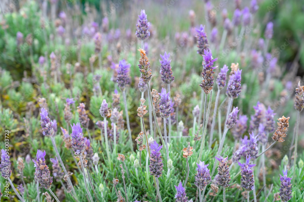 Lavender field in the city of Cunha, São Paulo. Brazil.