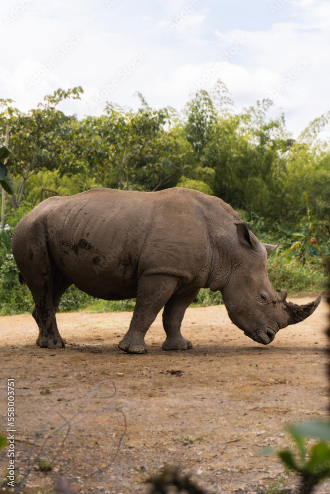 African white rhinoceros in its natural habitat. Vertical African white rhinoceros in its natural habitat. Vertical