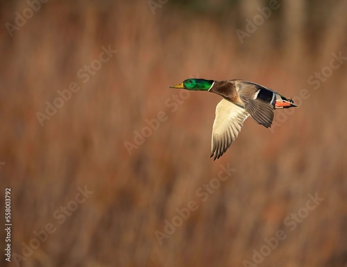 Male Mallard in Flight with beautiful colors shining in the  even light