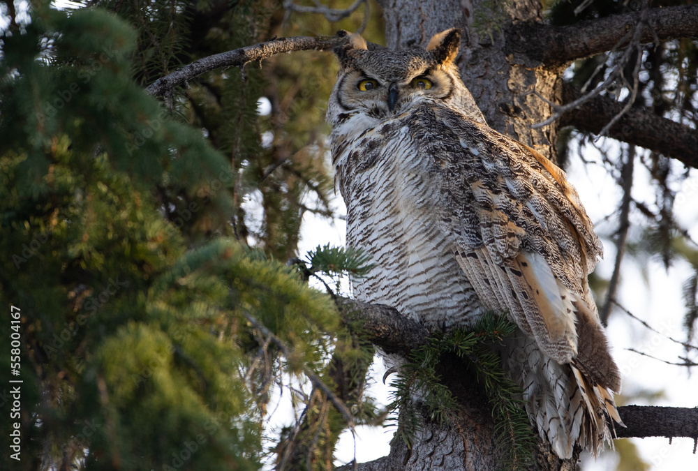 Obraz premium The great horned owl (Bubo virginianus), also known as the tiger owl (originally derived from early naturalists' description as the 