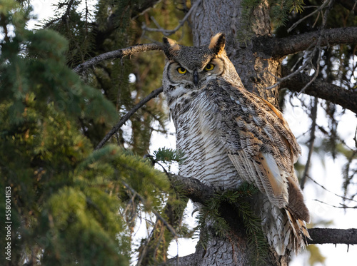 The great horned owl (Bubo virginianus), also known as the tiger owl (originally derived from early naturalists' description as the 