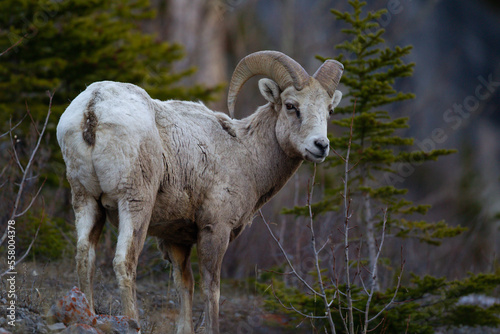Majestic Big Horn Sheep on a Mountain LedgeThe bighorn sheep (Ovis canadensis) is a species of sheep native to North America.