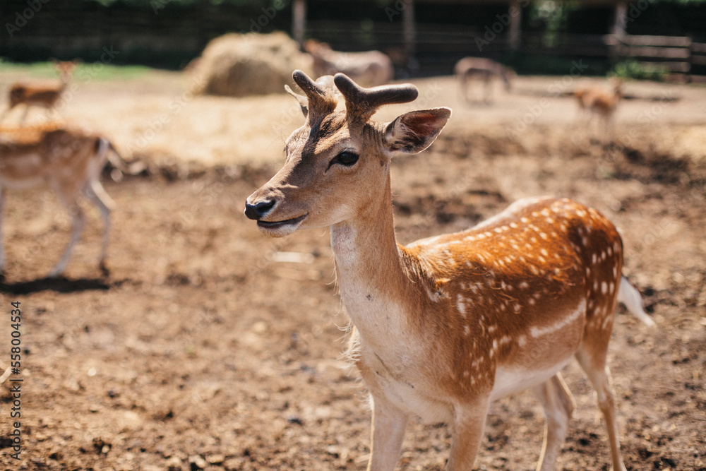 Young fallow deer in the field