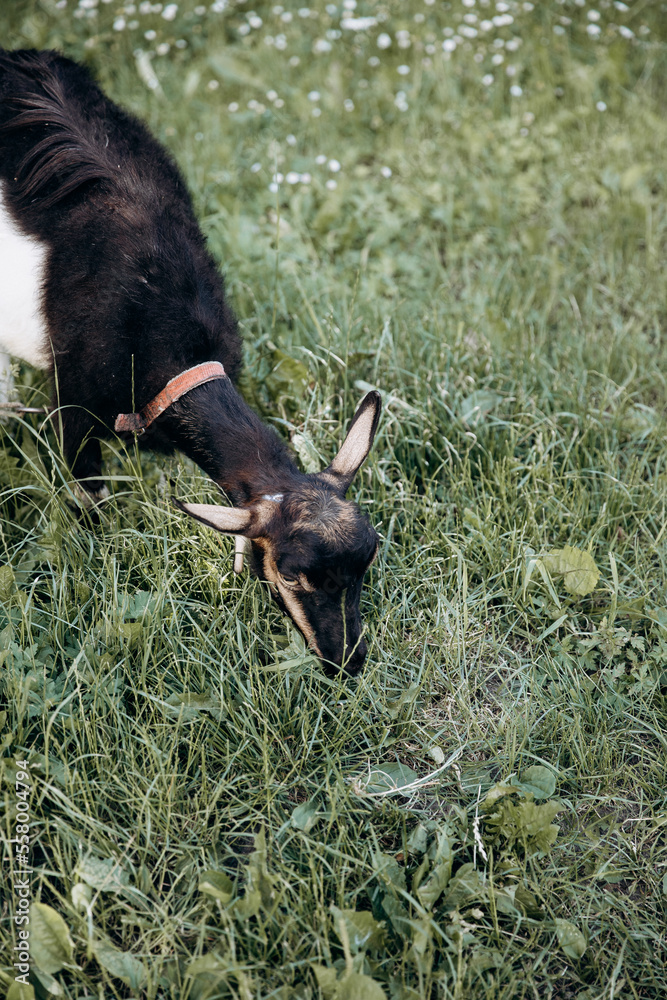 a young goat grazes on a green meadow