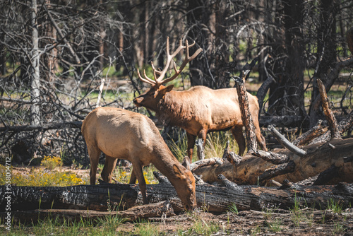 wild elk and grazing deer in the national park