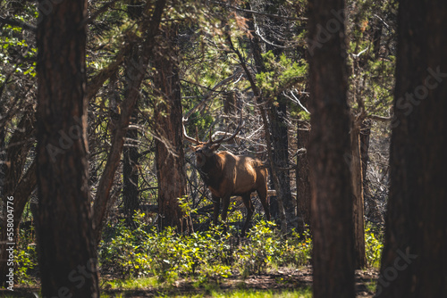 big elk in the forest of grand canyon