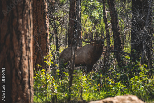 elk growling in the forest