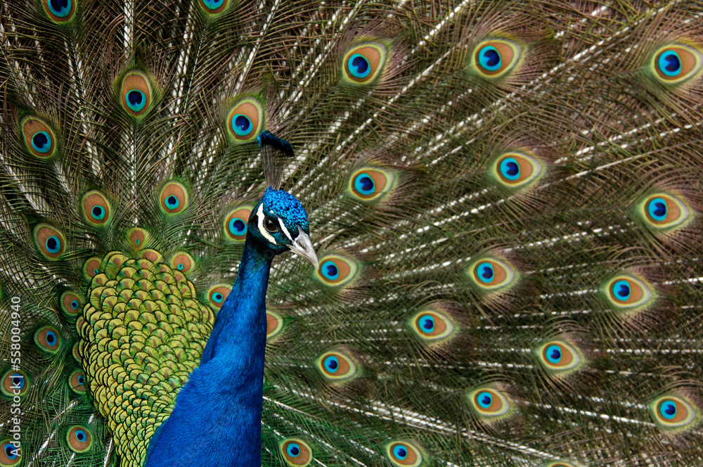 Fototapeta premium Birds peacock